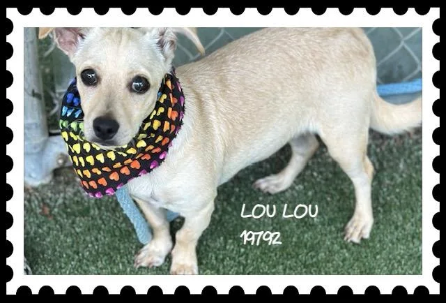 Lou Lou thumbnail 4