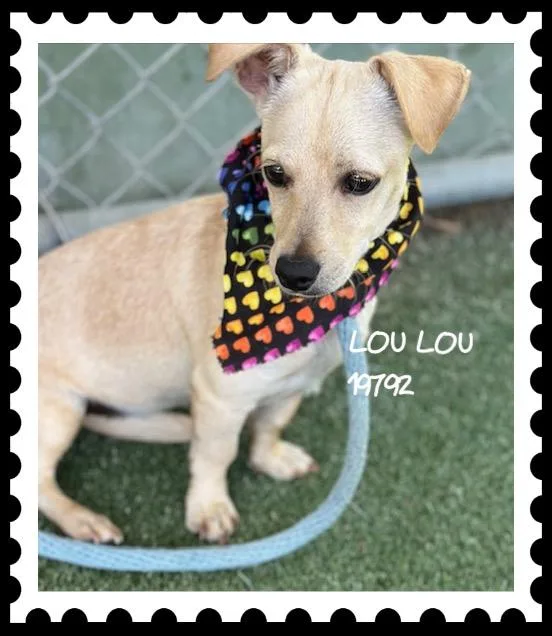Lou Lou thumbnail 5