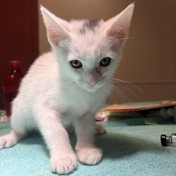 A baby small-sized female Domestic Short Hair cat named Mountain Dew for adoption in Dublin, CA