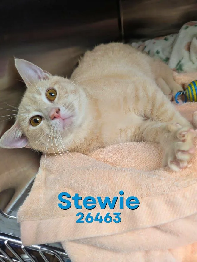 A young medium-sized male Buff / Tan / Fawn Domestic Short Hair cat named Stewie for adoption in Oak Ridge, TN