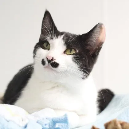 A baby small-sized female Domestic Short Hair cat named Atari for adoption in Verona, WI