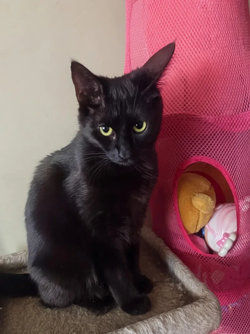 A young medium-sized female Black Domestic Short Hair cat named Hocus for adoption in Medford, NJ