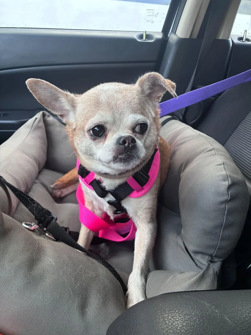 A senior small-sized female Apricot / Beige Chihuahua dog named Francine for adoption in Rockville, MD