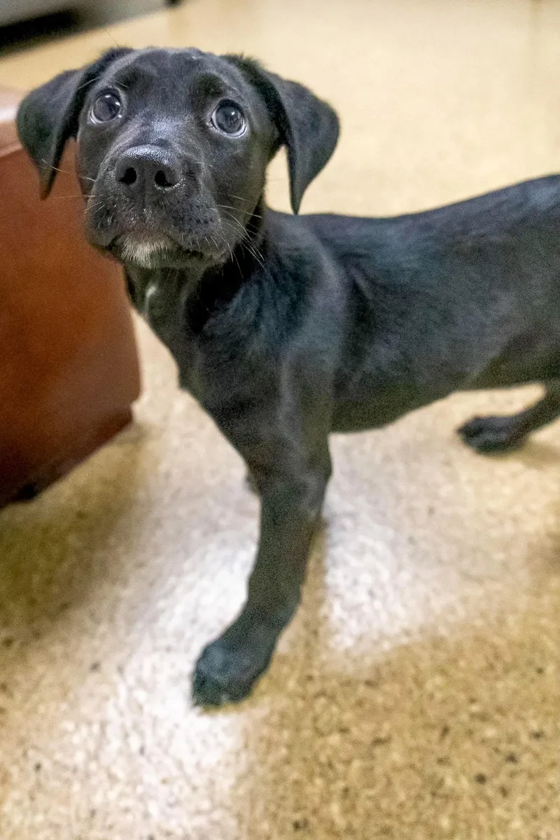 A baby large-sized female Labrador Retriever dog named Bubbles for adoption in Valparaiso, IN