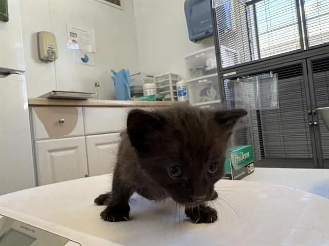 A baby small-sized female Domestic Short Hair cat named Poppy for adoption in Rancho Cucamonga, CA