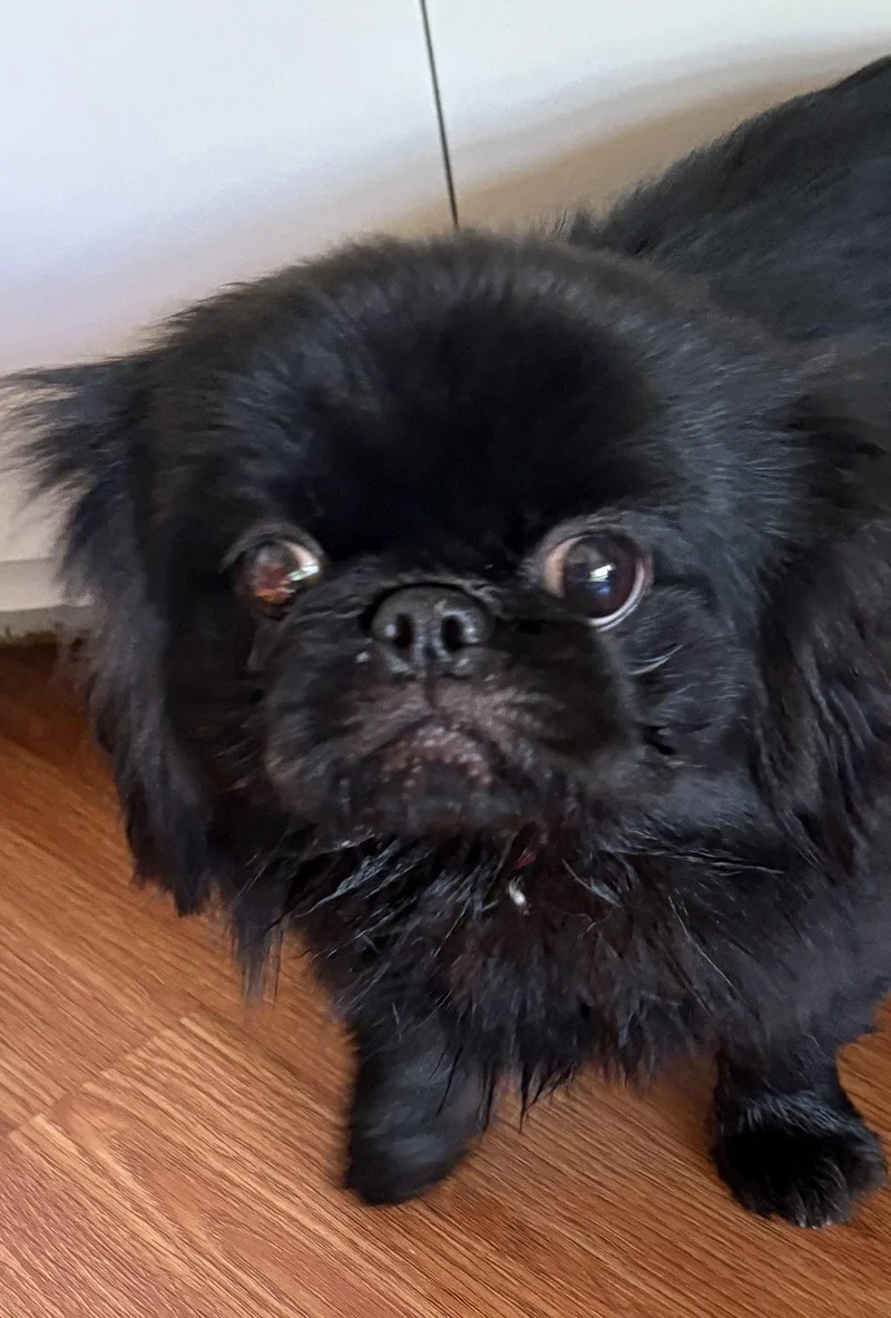 A young small-sized male Pekingese dog named Ace for adoption in Wheaton, IL