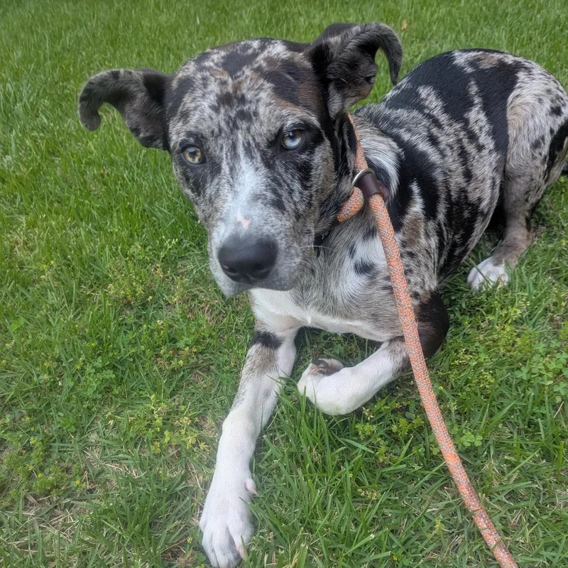 An adult small-sized male Gray / Blue / Silver Catahoula Leopard Dog dog named Conley for adoption in St. Louis, MO