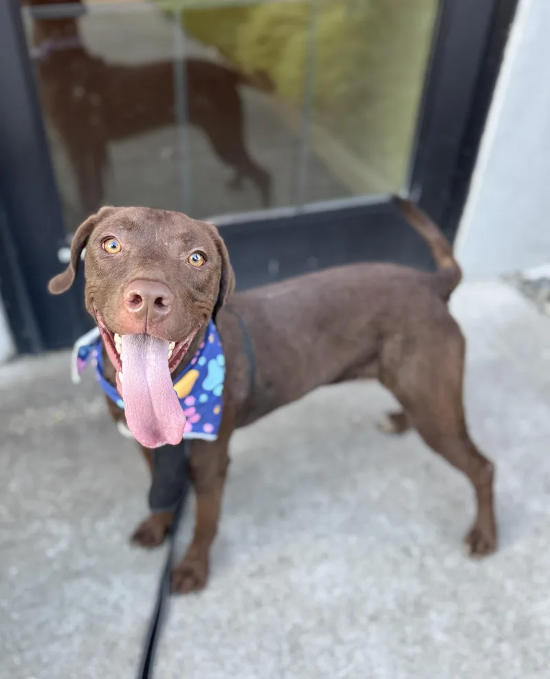 A young medium-sized female Chocolate Labrador Retriever dog named Cola for adoption in lynnwood , WA
