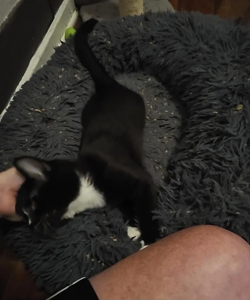 Spice thumbnail 3