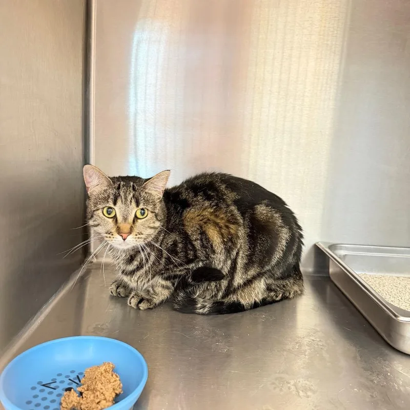A young large-sized female Domestic Short Hair cat named Maude for adoption in Englewood, FL
