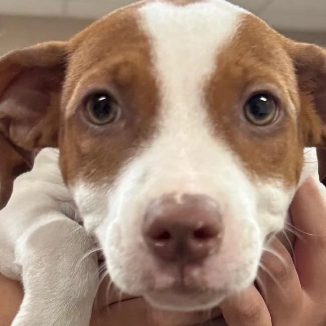 A baby small-sized female White / Cream Pit Bull Terrier dog named Belle for adoption in Birmingham, AL