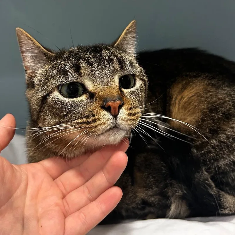 An adult medium-sized male Brown / Chocolate Domestic Short Hair cat named Bright Eyes for adoption in Novelty, OH