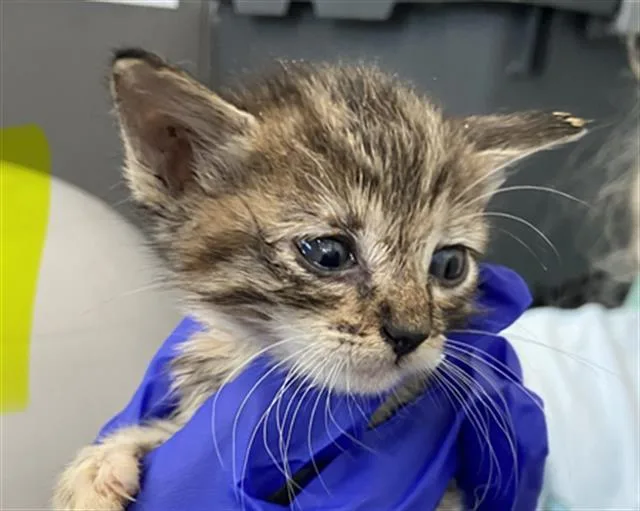 A baby medium-sized female Domestic Short Hair cat named Hera for adoption in Dallas, TX