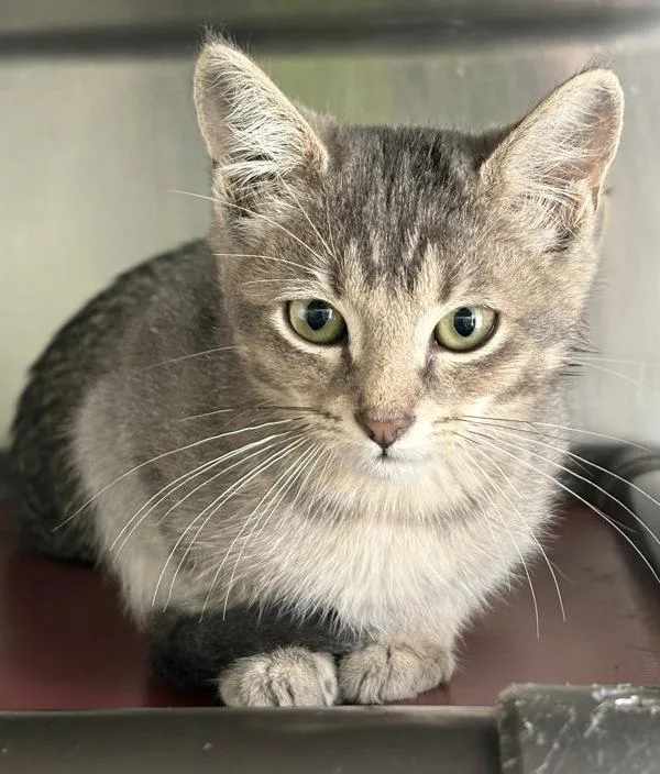 A baby small-sized female Domestic Short Hair cat named Kendall for adoption in Rio Rancho, NM