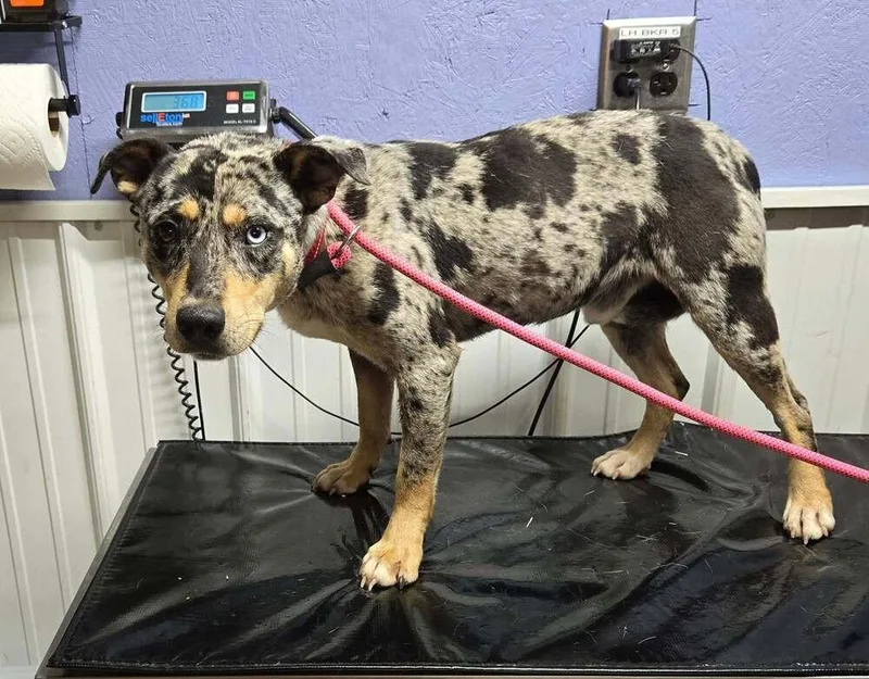 A young medium-sized male Tricolor (Brown, Black, & White) Australian Cattle Dog / Blue Heeler dog named Stu for adoption in Waverly, OH
