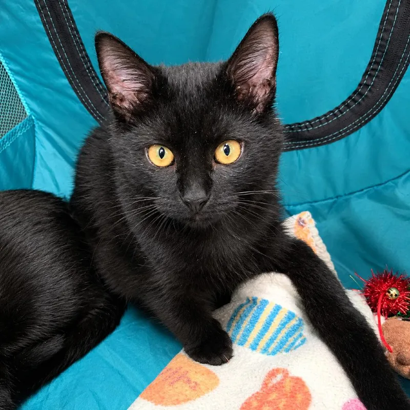 A baby small-sized female Black Domestic Short Hair cat named Morticia for adoption in Gibsonia, PA