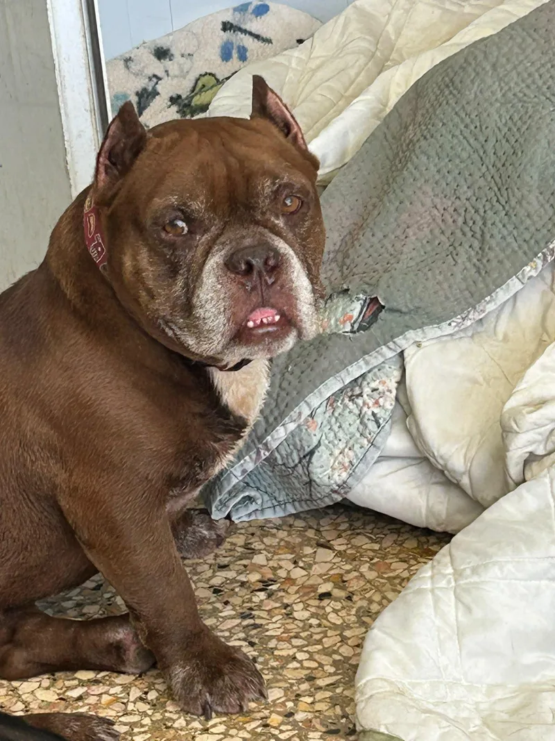 An adult medium-sized male Bulldog dog named Charlie for adoption in Albion, NY