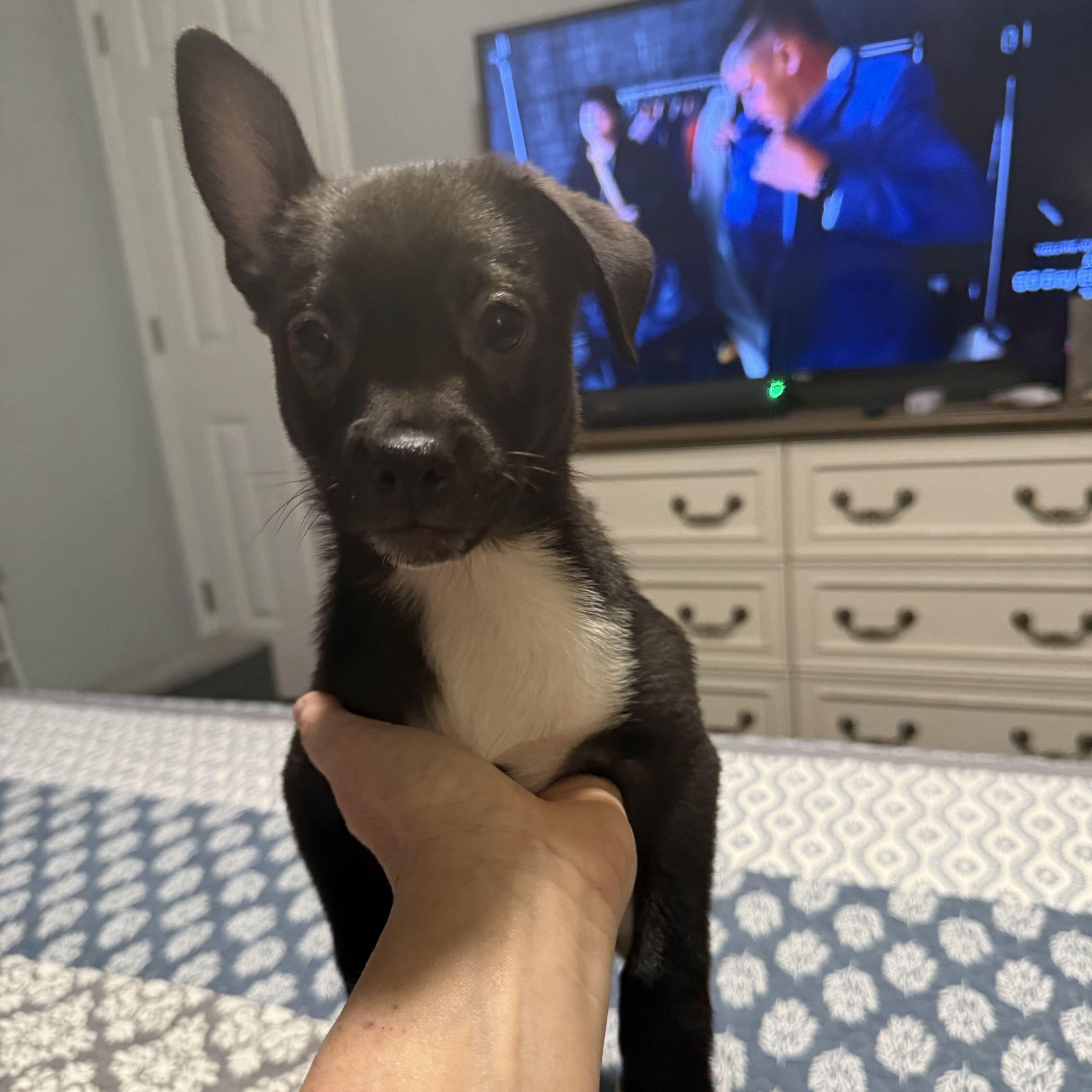 A baby medium-sized male Black Chihuahua dog named Streusel for adoption in Pflugerville, TX