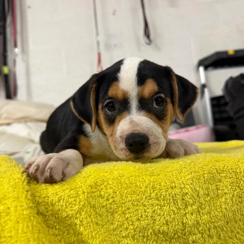 A baby small-sized female Black Mountain Dog dog named Alpine for adoption in Edinburg, TX