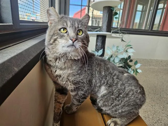 An adult medium-sized male Domestic Short Hair cat named Moe for adoption in Brighton, CO