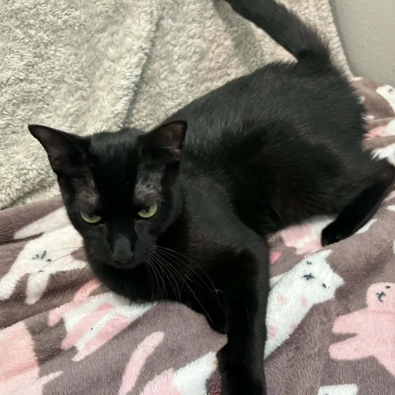 A young small-sized female Black Domestic Short Hair cat named Vader for adoption in Seminole, FL