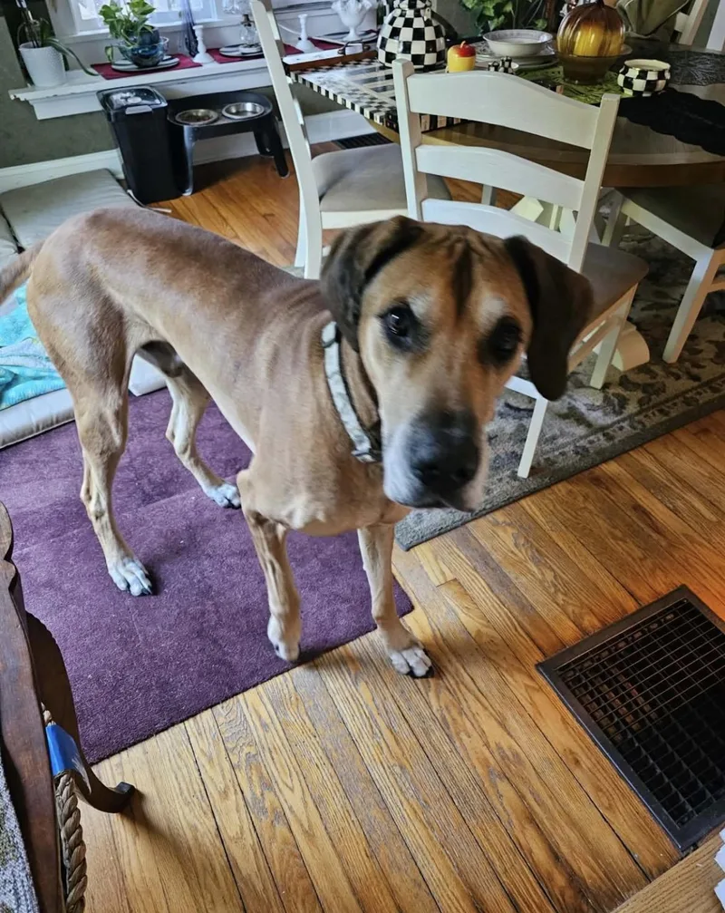 A senior extra large-sized male Yellow / Tan / Blond / Fawn Great Dane dog named Axel Rose for adoption in Moravia, NY