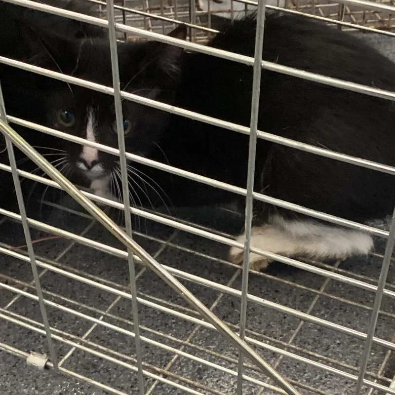 A baby small-sized female Black Domestic Short Hair cat named Crookshanks for adoption in Montgomery, AL