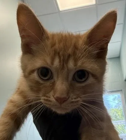 A baby medium-sized male Domestic Short Hair cat named AppleJack for adoption in Fishers, IN