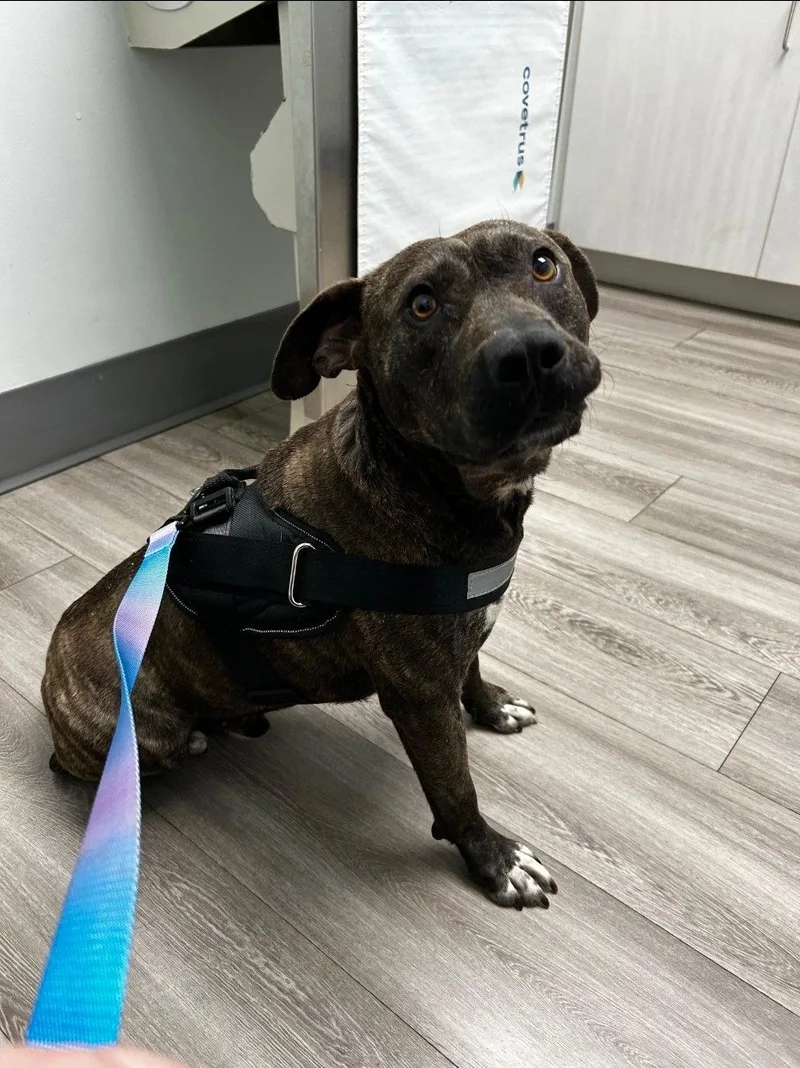 A young medium-sized male Pit Bull Terrier dog named Blaze for adoption in Albemarle, NC