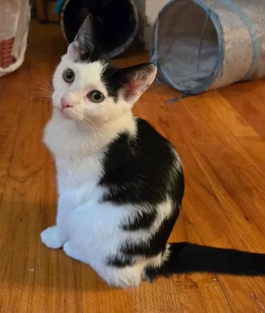 A baby medium-sized male Domestic Short Hair cat named Nova for adoption in Lancaster, PA