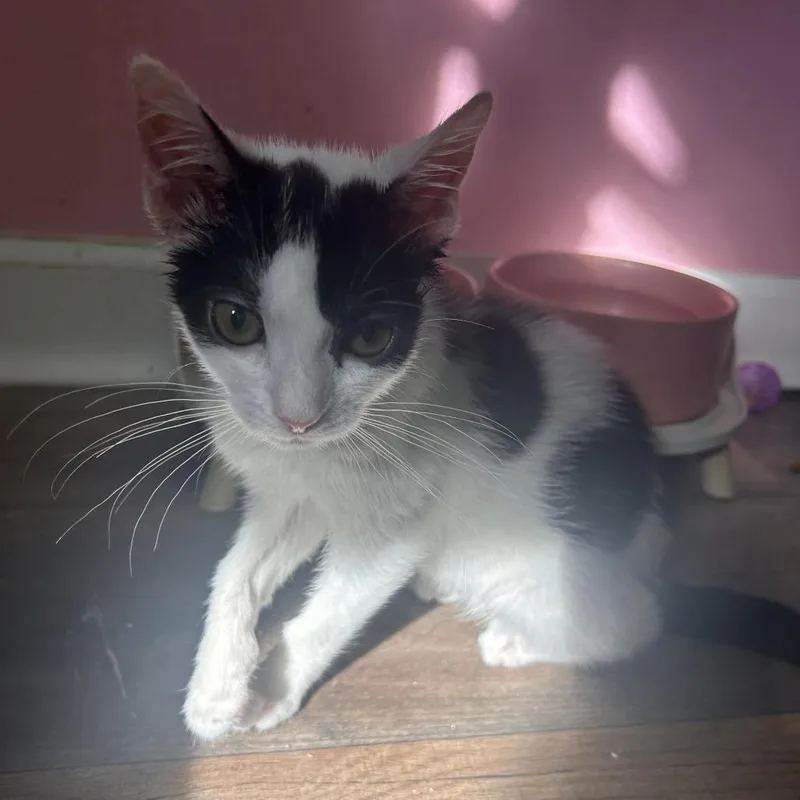 A baby small-sized male White Domestic Short Hair cat named Patches for adoption in Philadelphia, PA