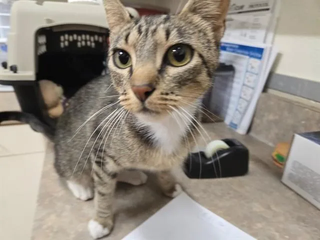 A young small-sized female Domestic Short Hair cat named Daisy for adoption in Santa Maria, CA