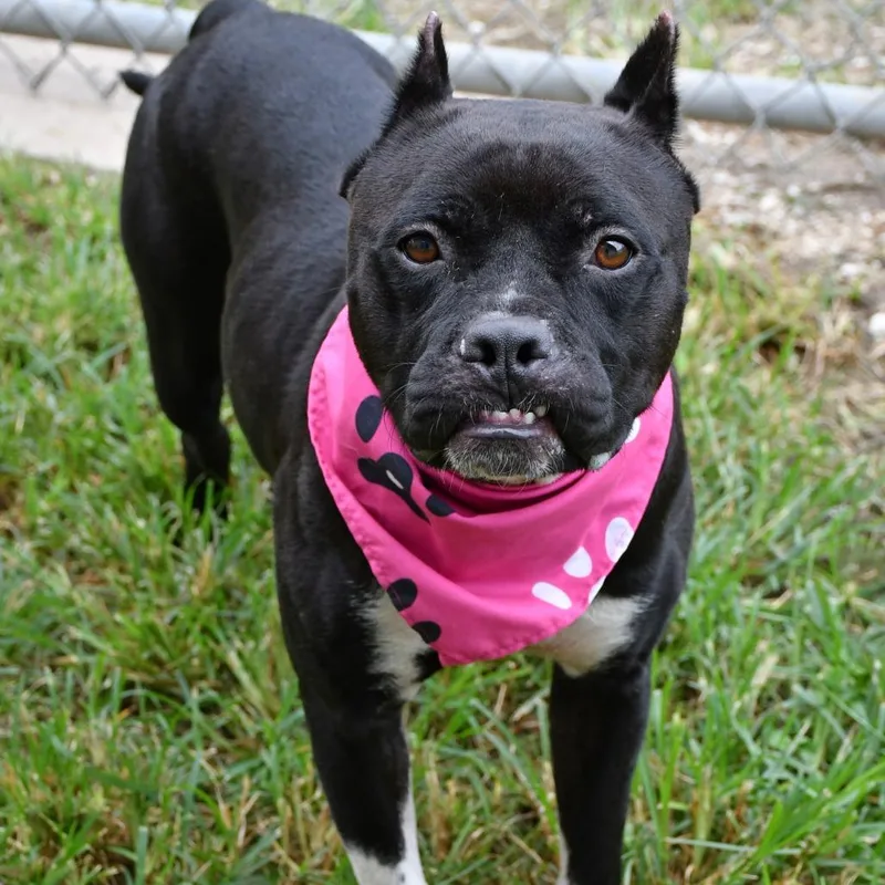 An adult medium-sized female Black Pit Bull Terrier dog named Maggie Moo for adoption in Beaumont, TX