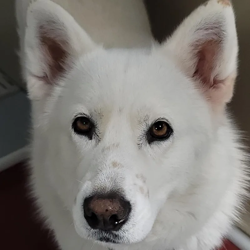 Nova