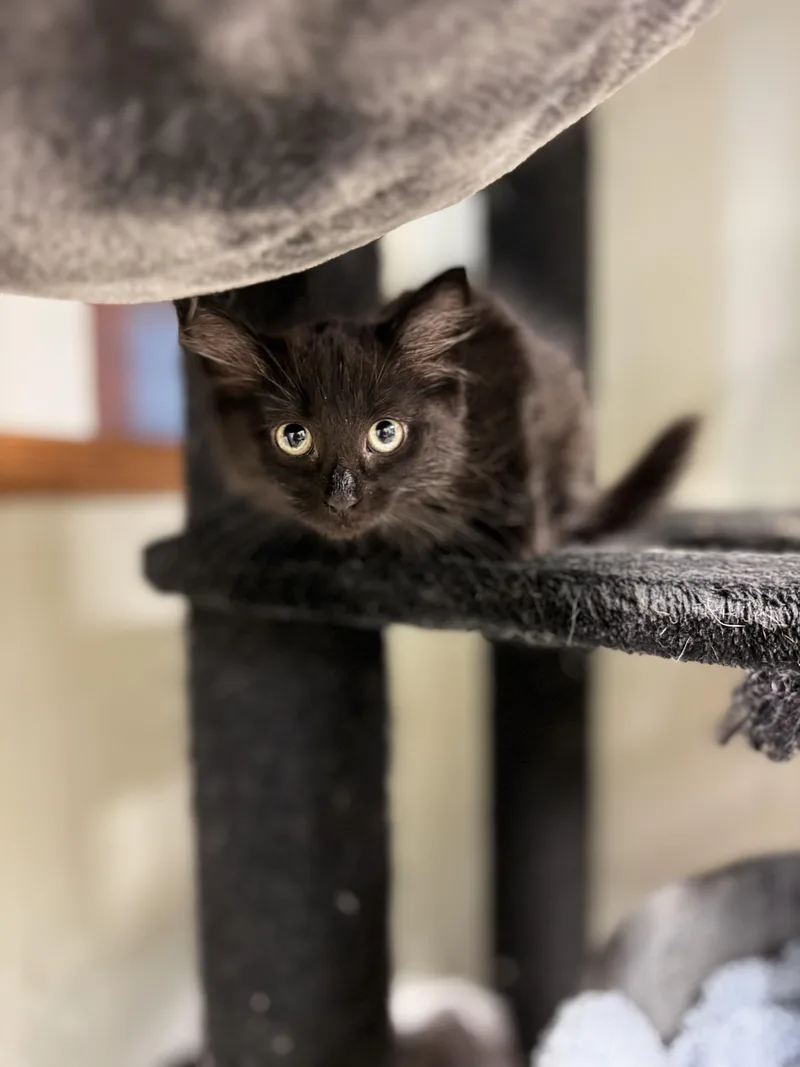 A baby medium-sized female Black Domestic Long Hair cat named Baguette for adoption in Dodgeville, WI
