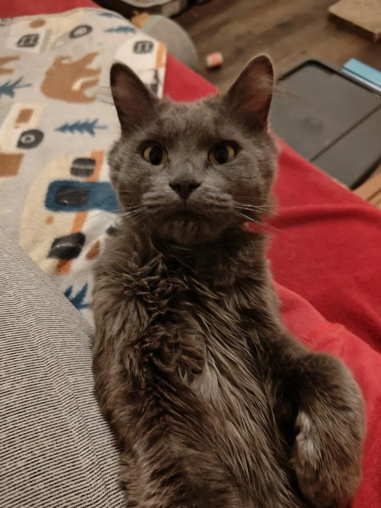 A baby medium-sized male Domestic Long Hair cat named Hot Wheels for adoption in Chicago, IL