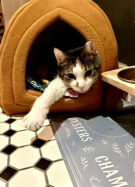 An adult large-sized female Domestic Short Hair cat named Callie for adoption in Denver, CO