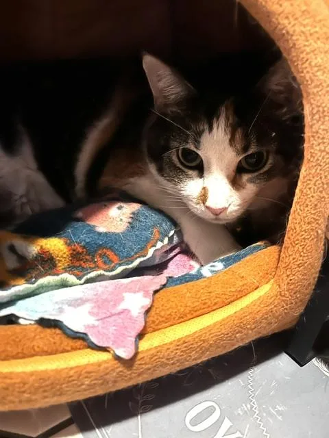 Callie thumbnail 2