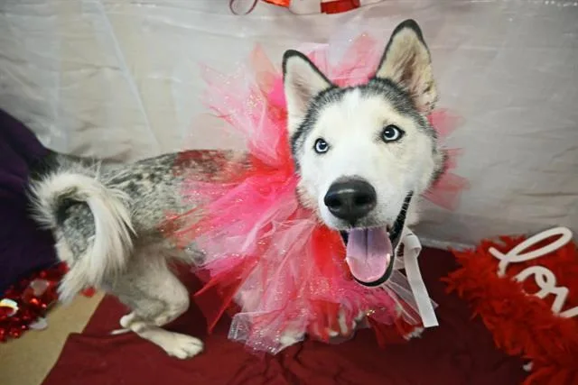 An adult medium-sized female Siberian Husky dog named Sadie for adoption in Decatur, IL