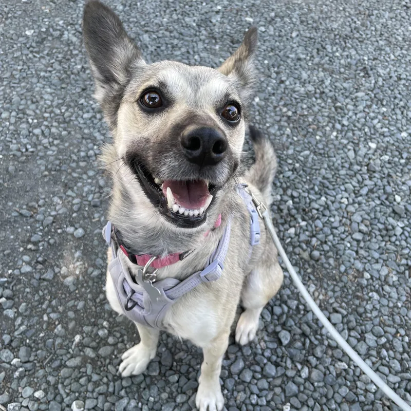A young medium-sized female Apricot / Beige German Shepherd Dog dog named Yoti for adoption in Hollister, CA
