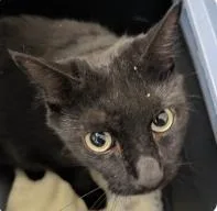 An adult medium-sized male Domestic Short Hair cat named Jolie for adoption in West Chester, PA