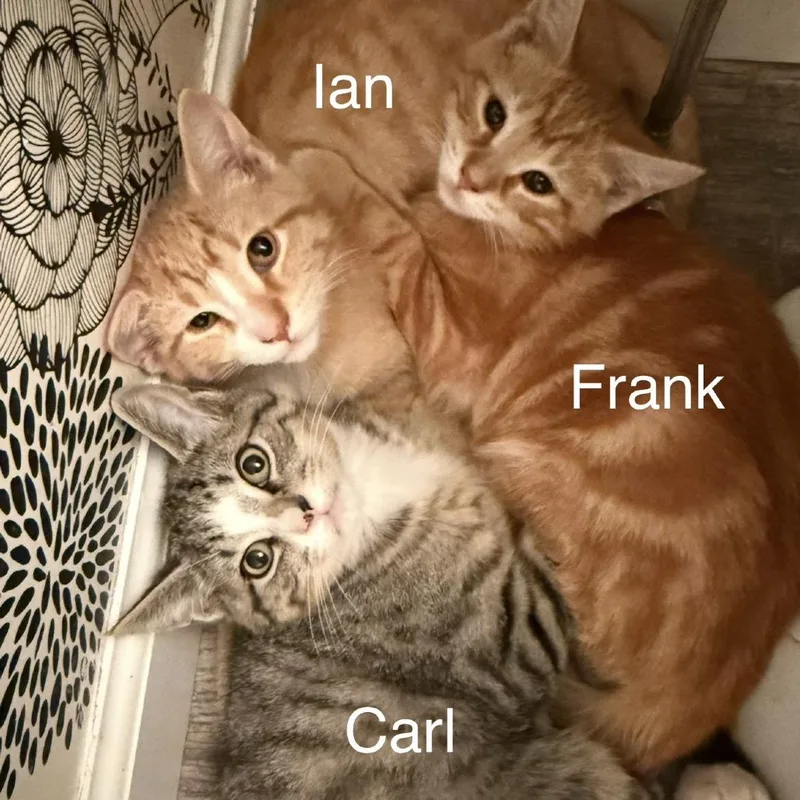 A baby small-sized male Orange / Red Domestic Short Hair cat named Carl for adoption in Hamburg, NY