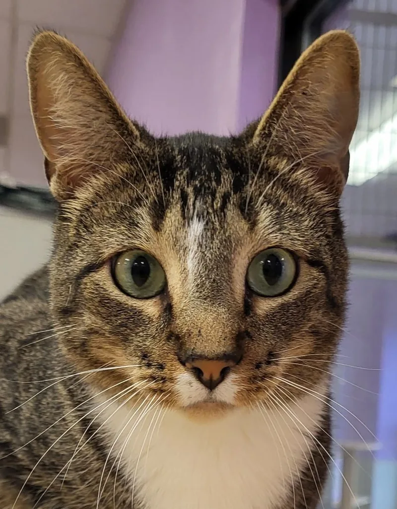 An adult large-sized male Tabby (Brown / Chocolate) Domestic Short Hair cat named Arthur for adoption in Grayslake, IL