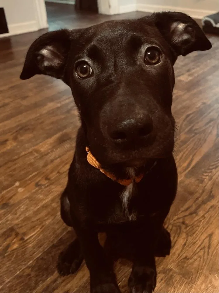 A baby medium-sized female Black Mixed Breed dog named Oona for adoption in Lansing, MI