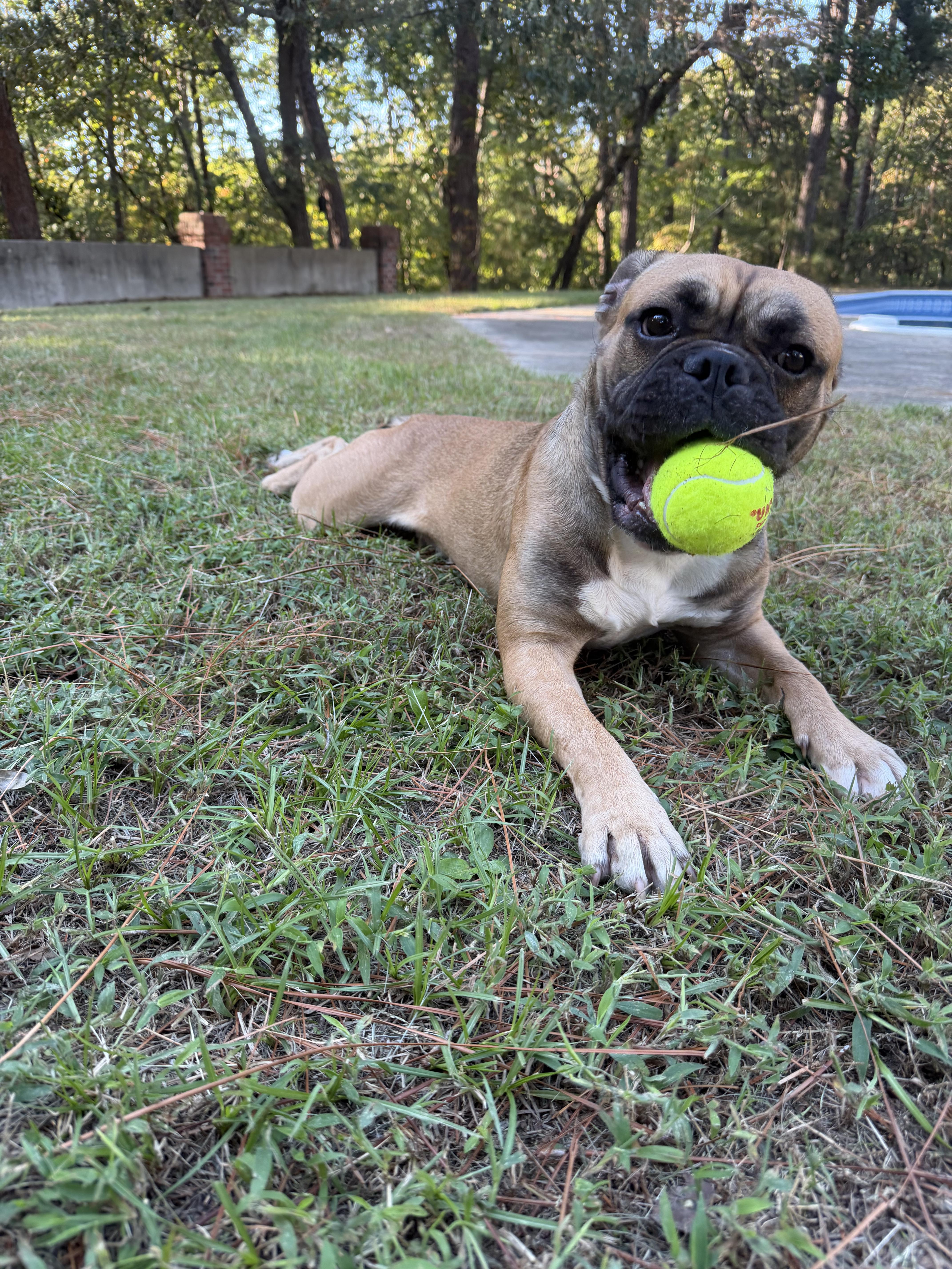 A young medium-sized male Bulldog dog named Cletus for adoption in Southern Pines, NC