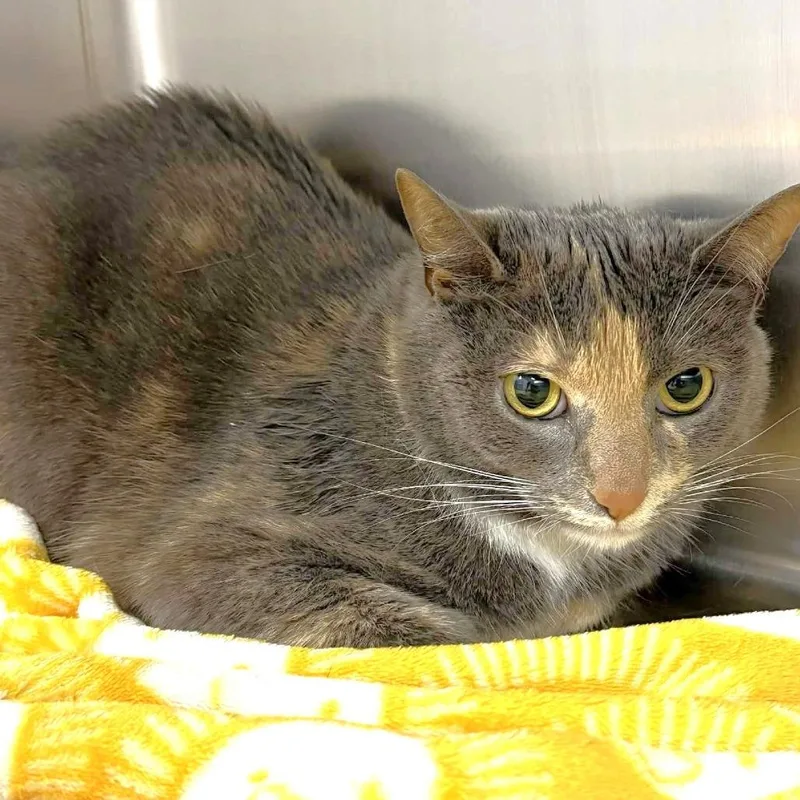 An adult medium-sized female Gray / Blue / Silver Domestic Short Hair cat named Kaylee for adoption in Michigan City, IN