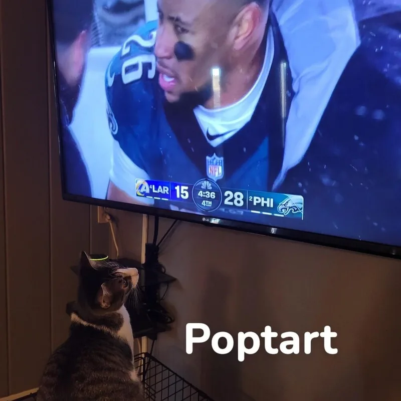 An adult medium-sized female Domestic Short Hair cat named Fried Poptart for adoption in Dallas, TX