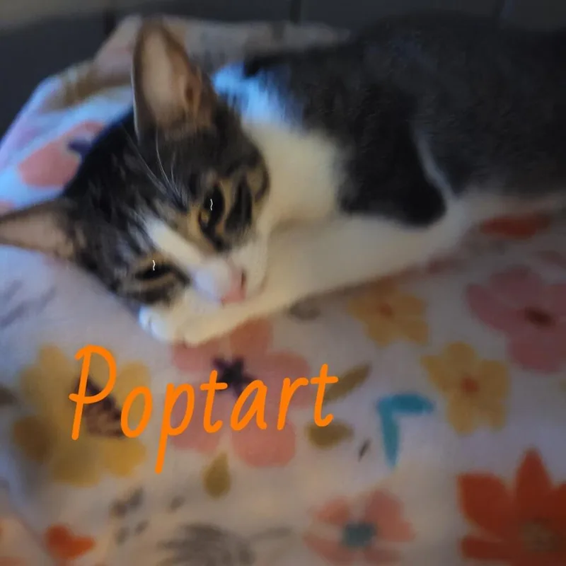 Fried Poptart thumbnail 2