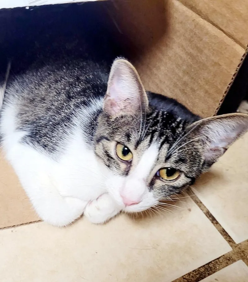 Fried Poptart thumbnail 3