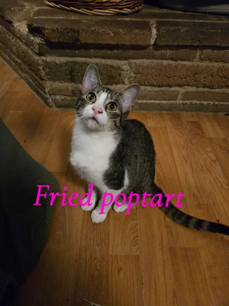 Fried Poptart thumbnail 4